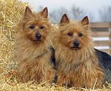 Australian Terrier 9P069D-051